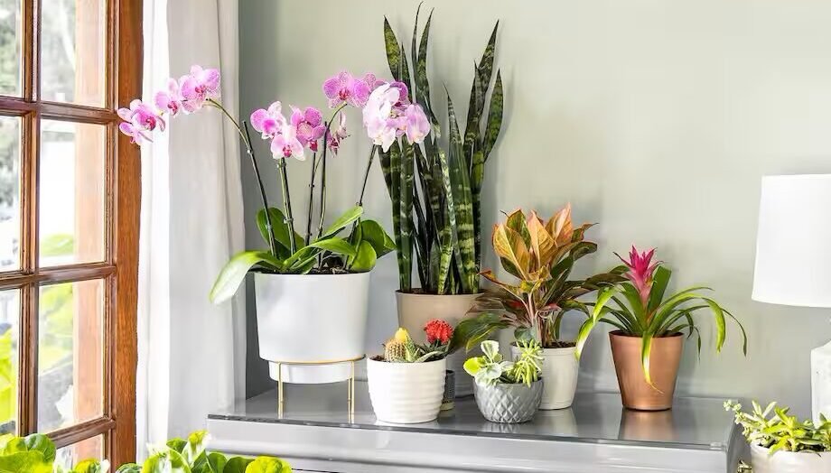 Indoor Plant Decoration